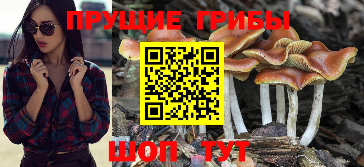 Псилоцибиновые грибы GOLDEN TEACHER Кизляр